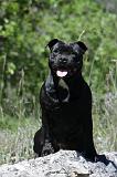 STAFFIE 234